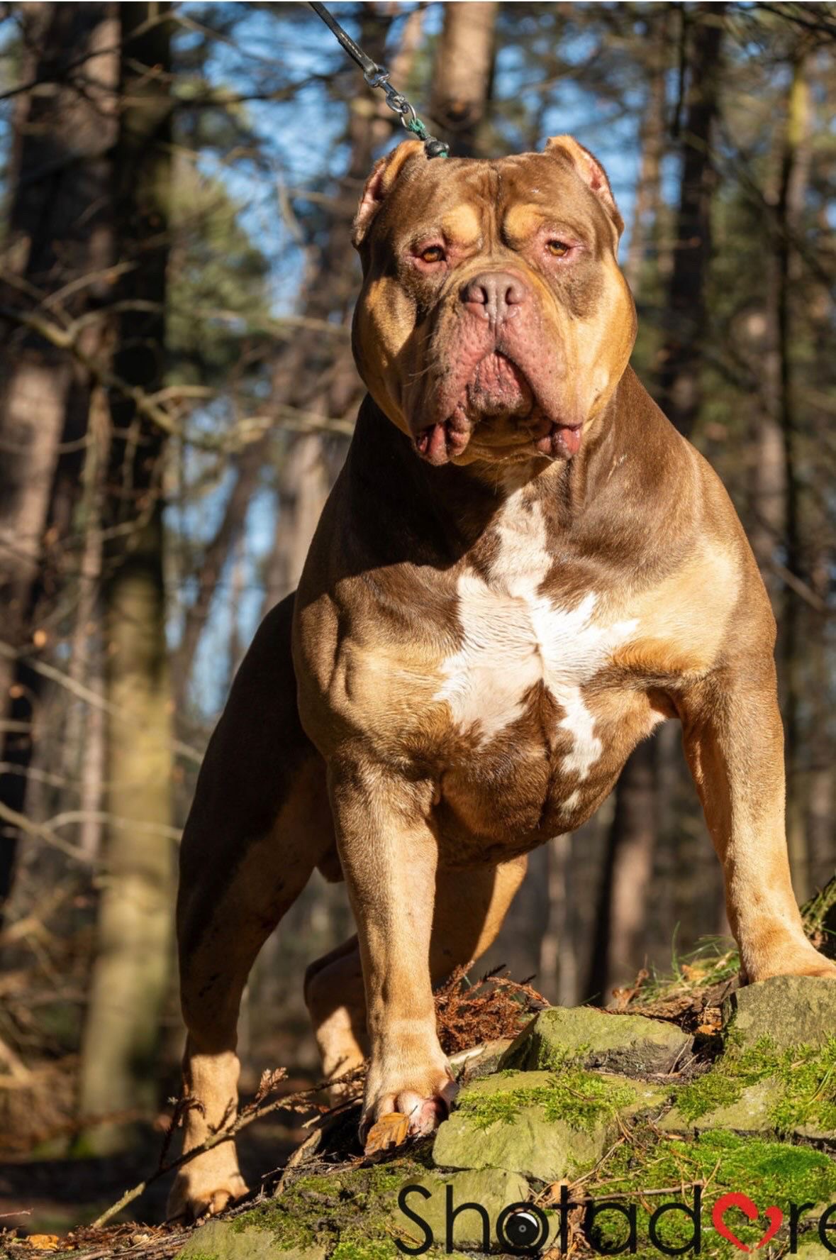 Dog Featured Image