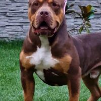 Dog Featured Image