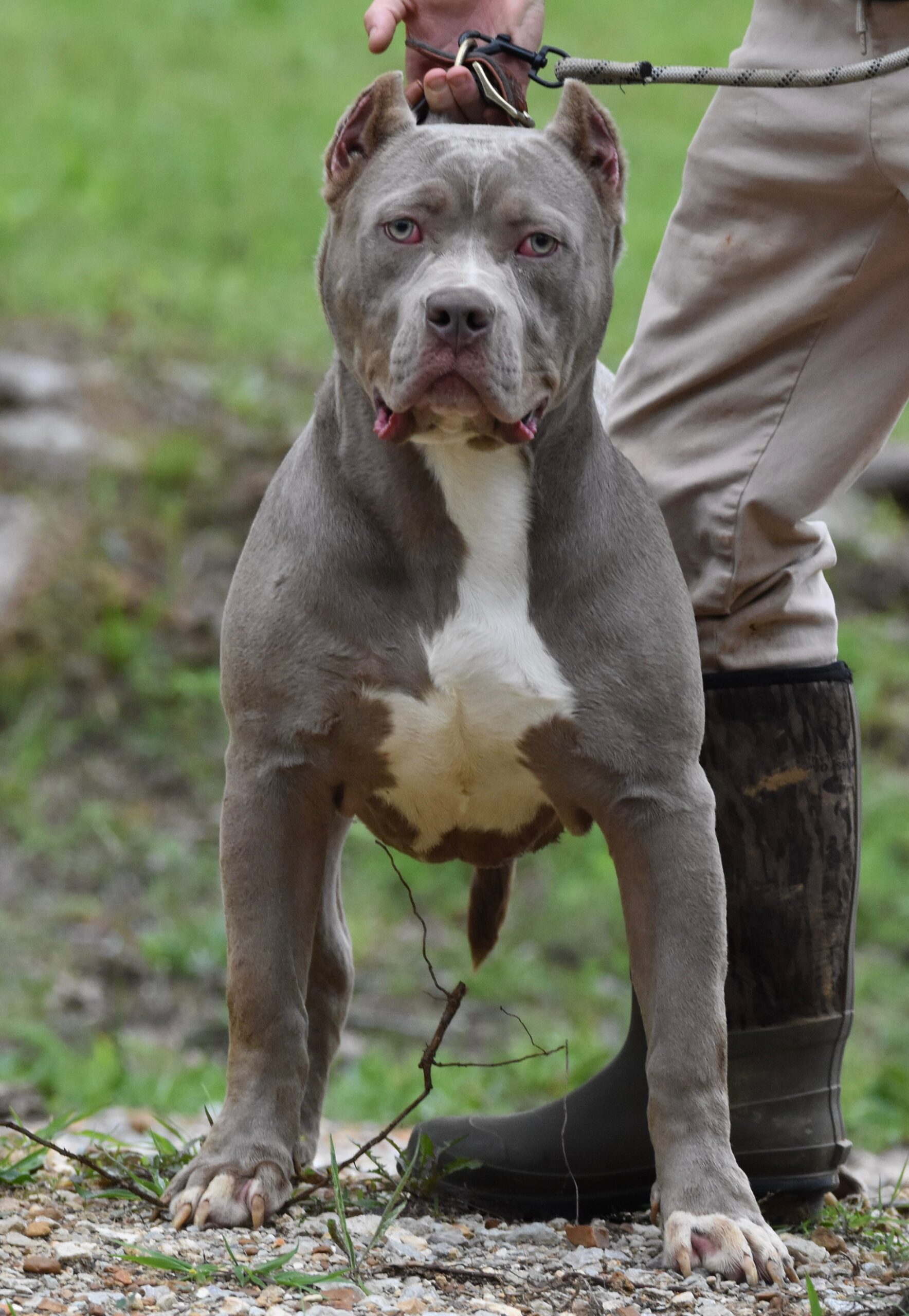 Dog Featured Image