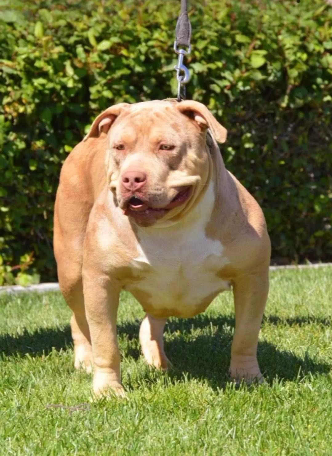 Dog Featured Image