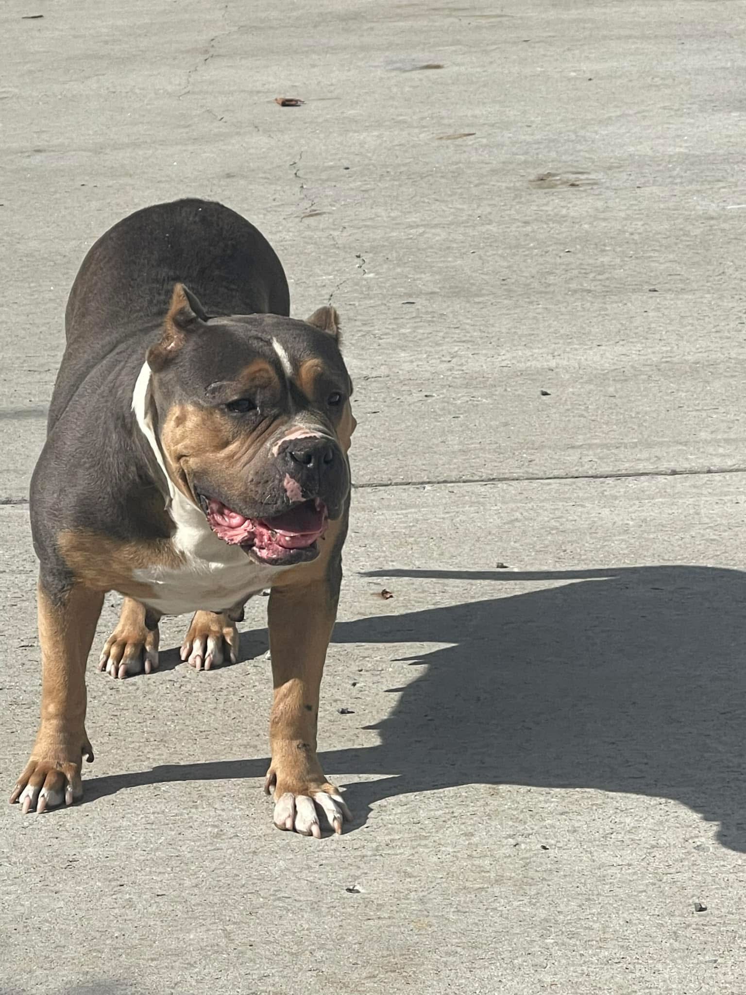 Dog Featured Image