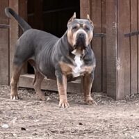 Dog Featured Image