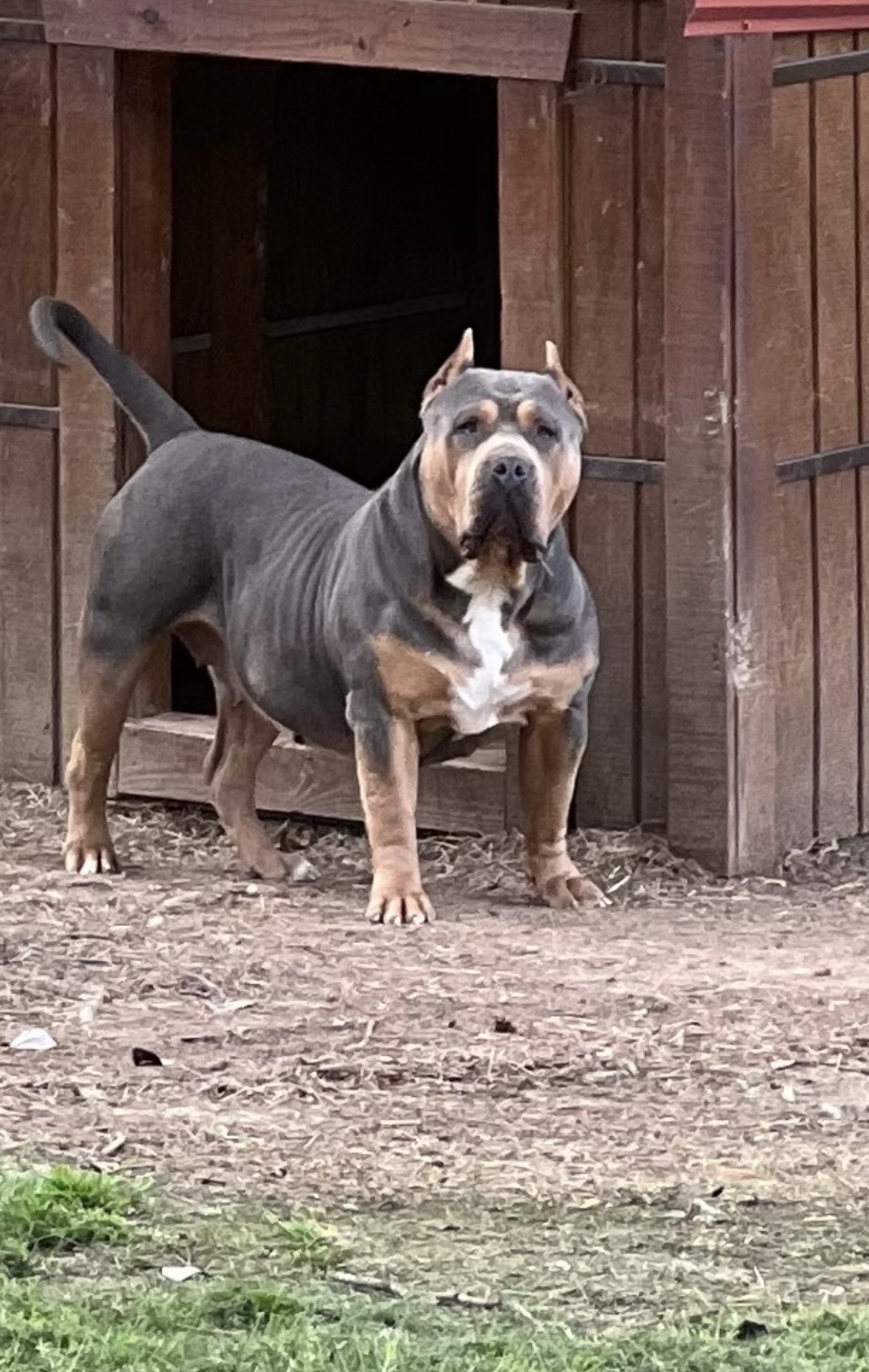 Dog Featured Image