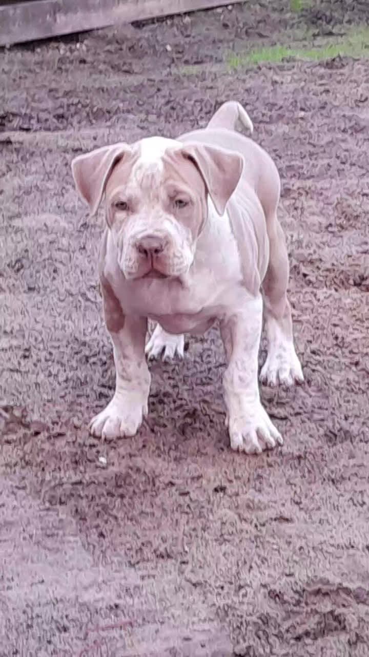 Dog Featured Image