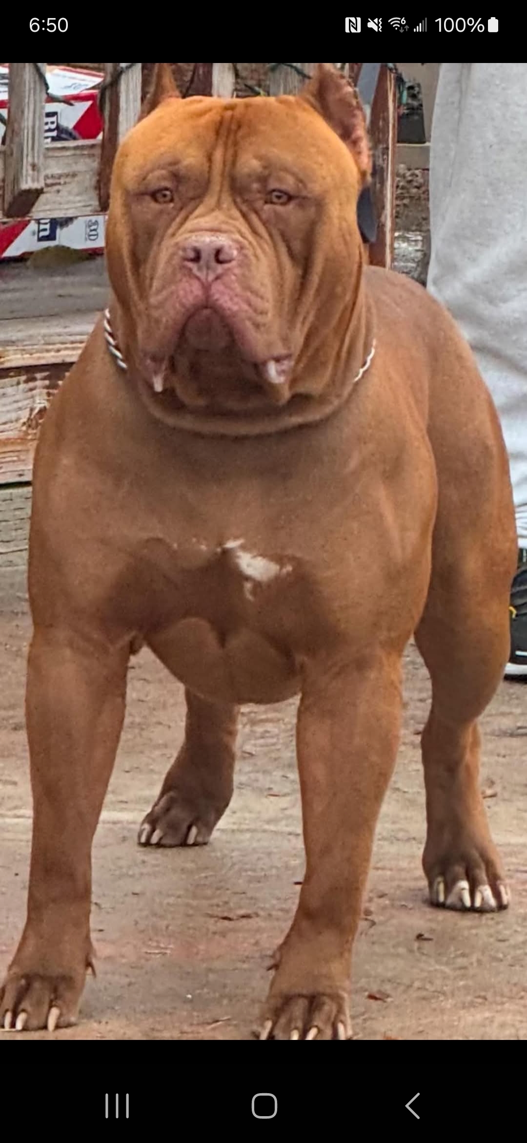 Dog Featured Image