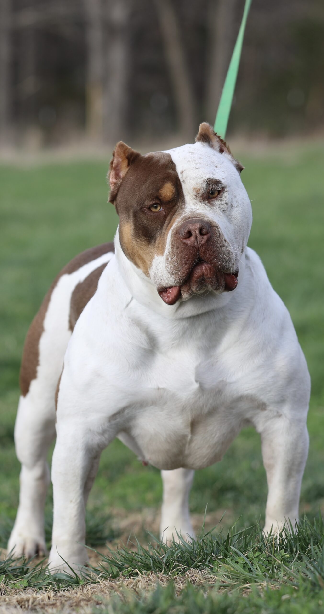 Dog Featured Image