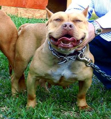 Dog Featured Image