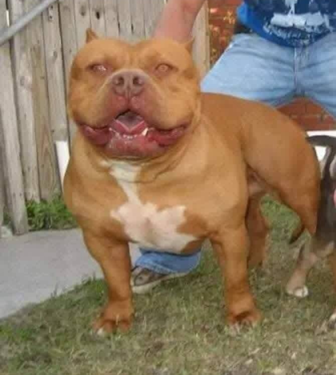 Dog Featured Image