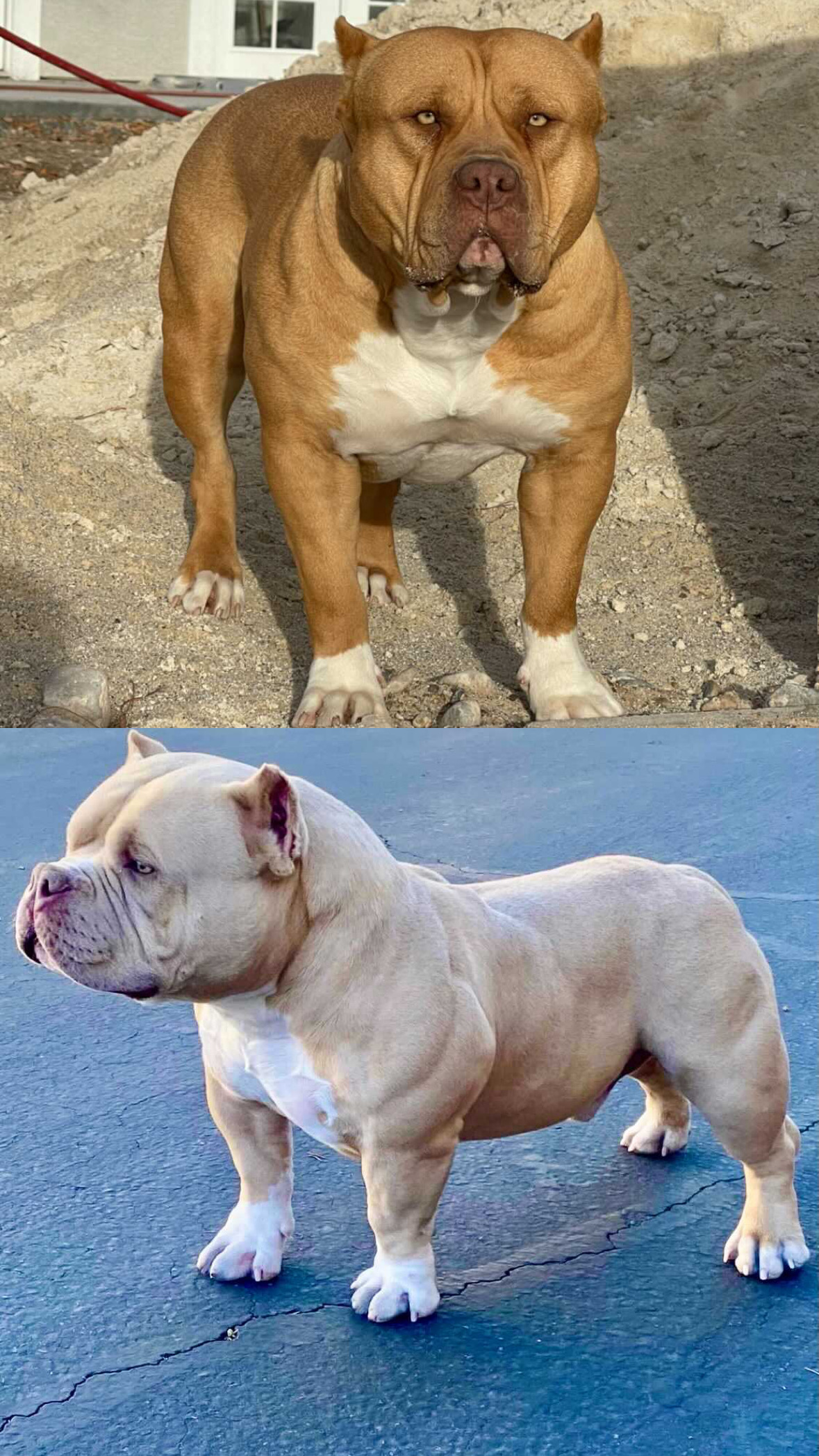 Dog Featured Image