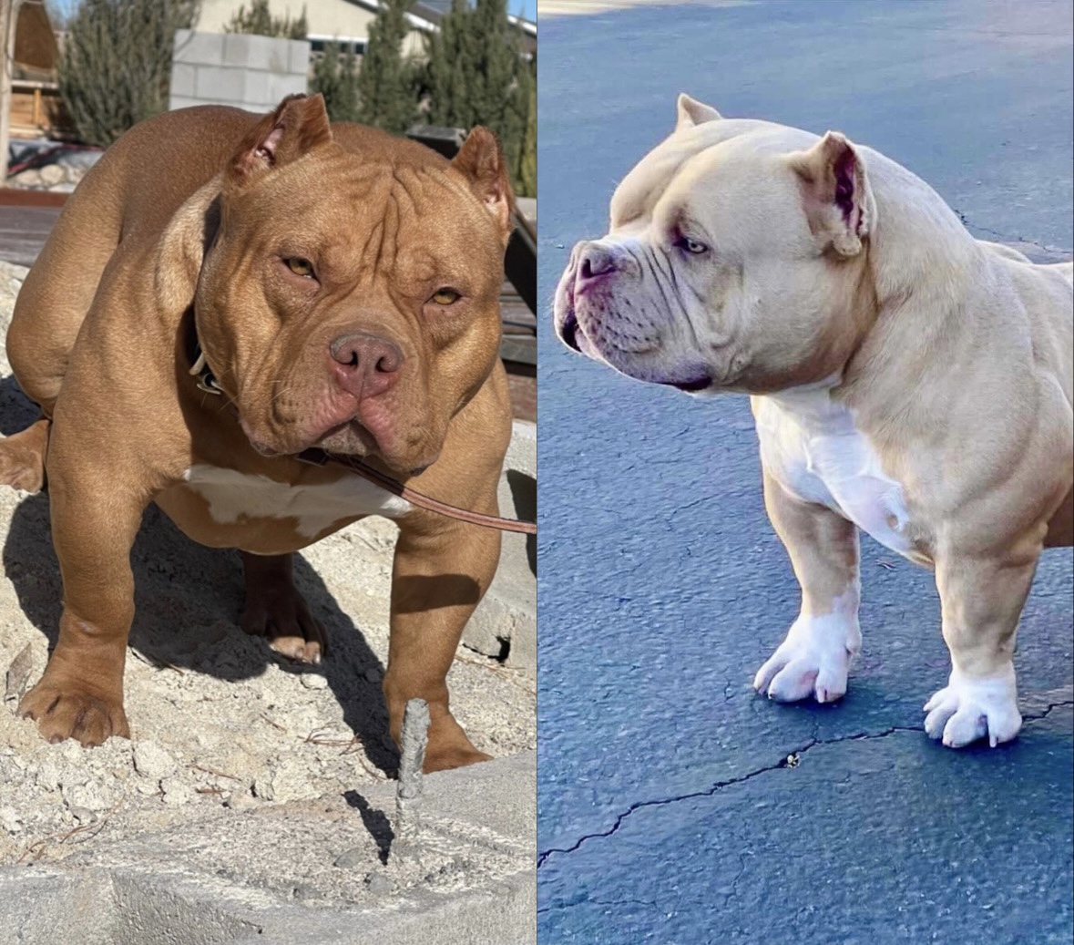 Dog Featured Image