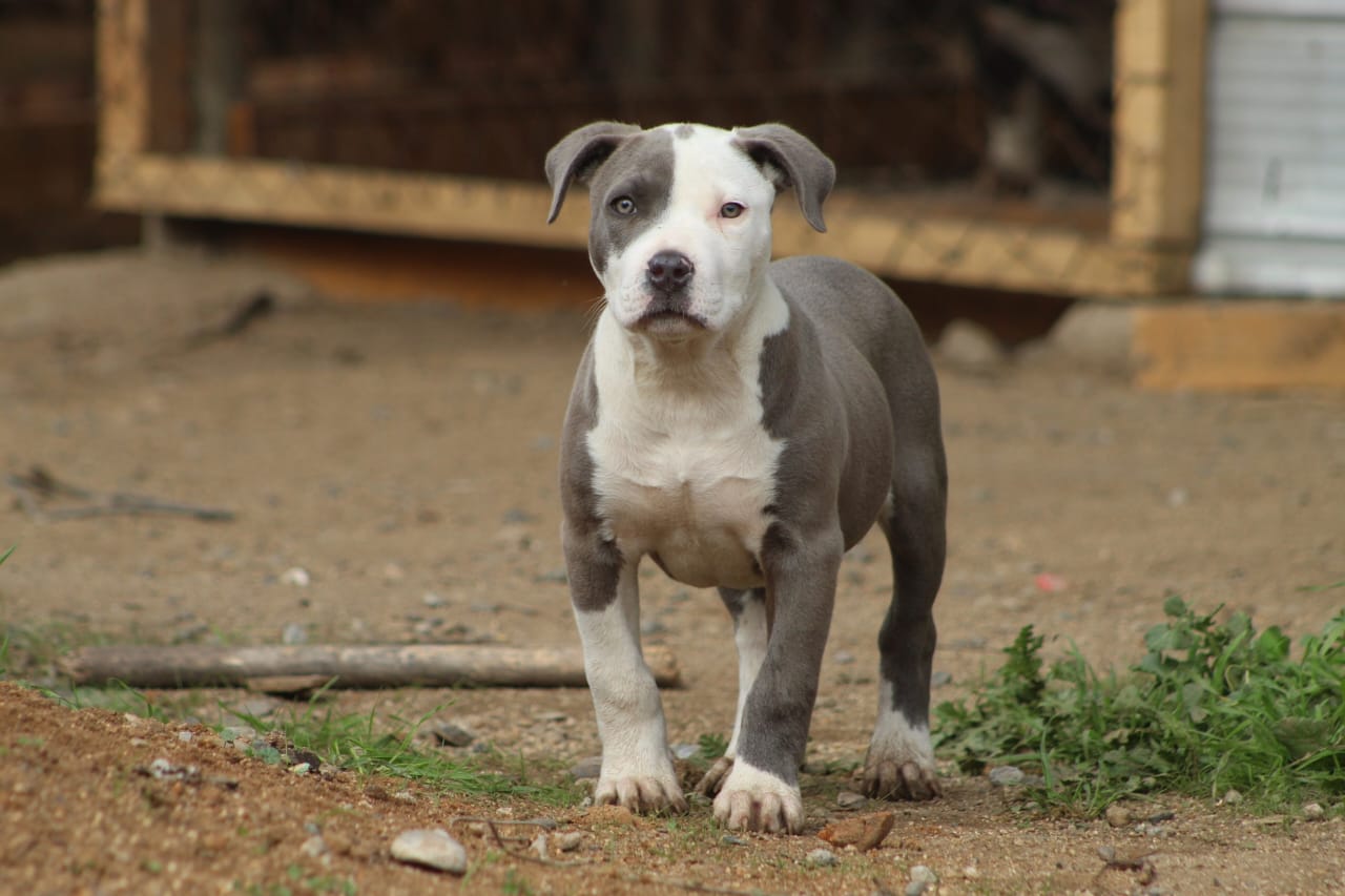 Dog Featured Image