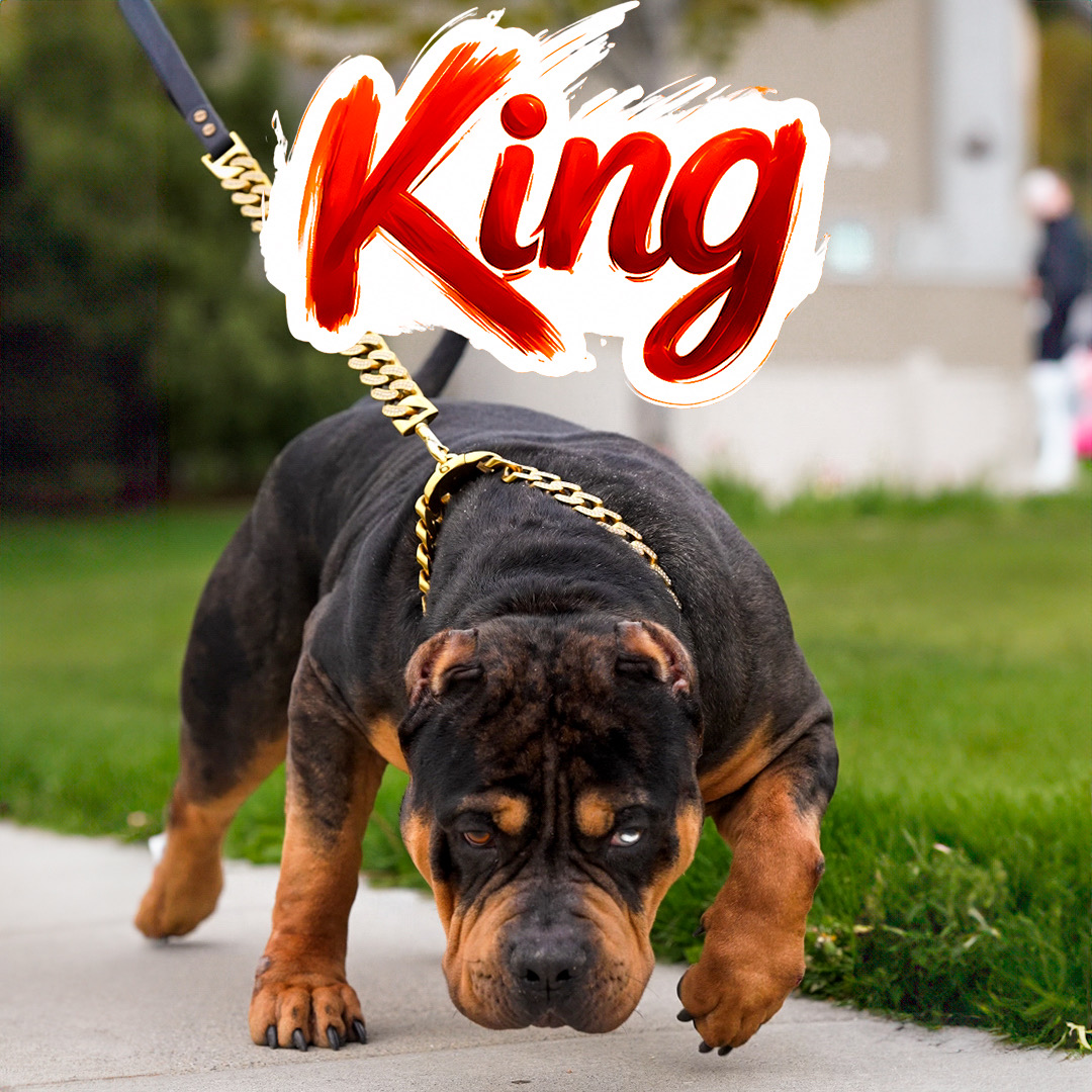 Dog Featured Image