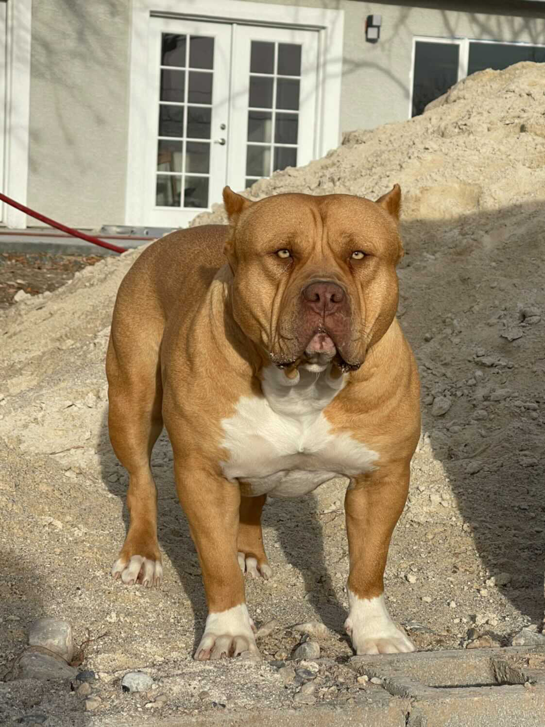 Gargoyle Pits Jain - Pitpedia