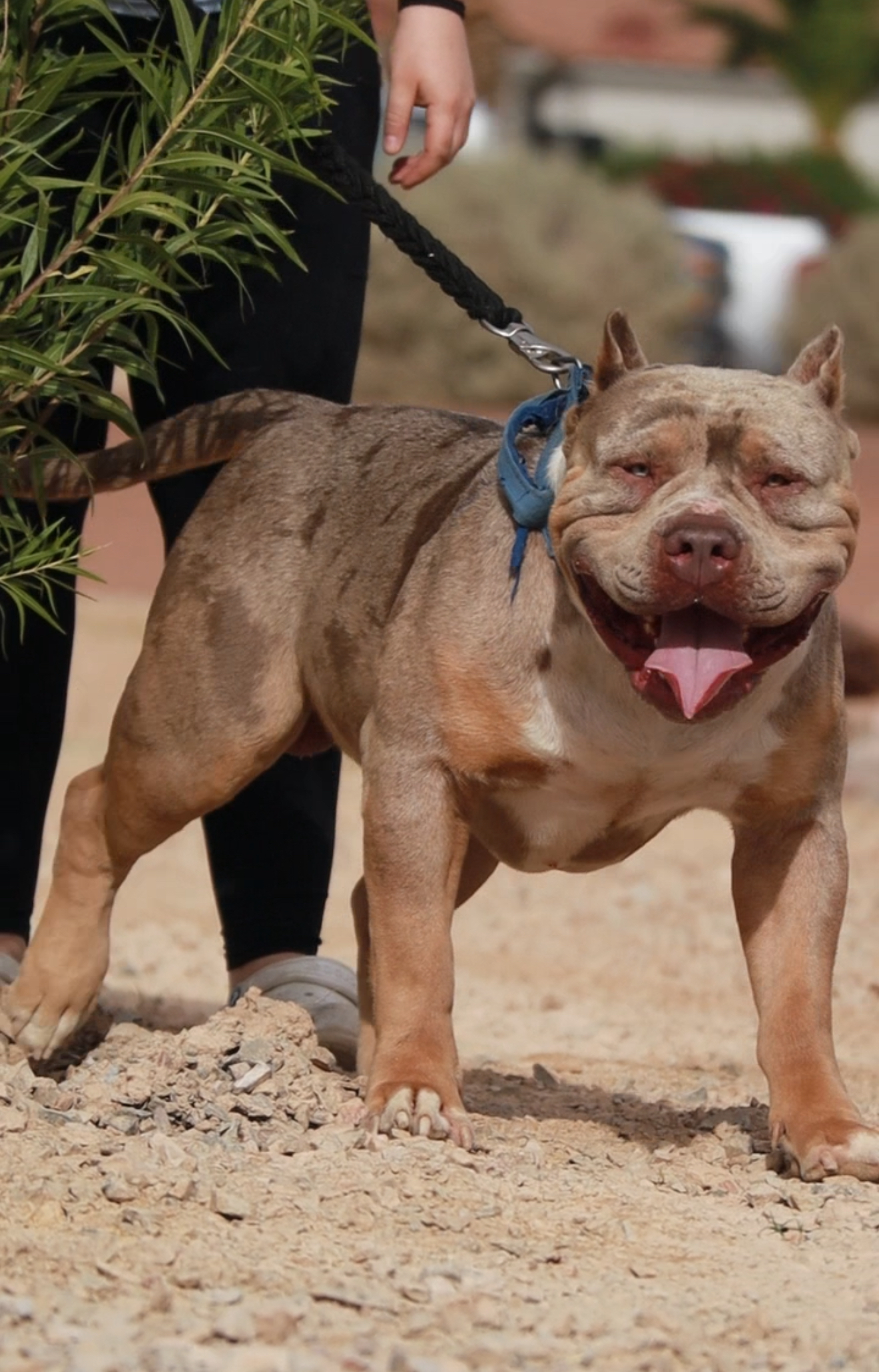 Dog Featured Image