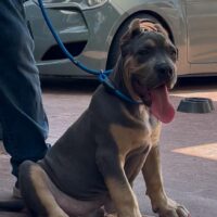 Dog Featured Image