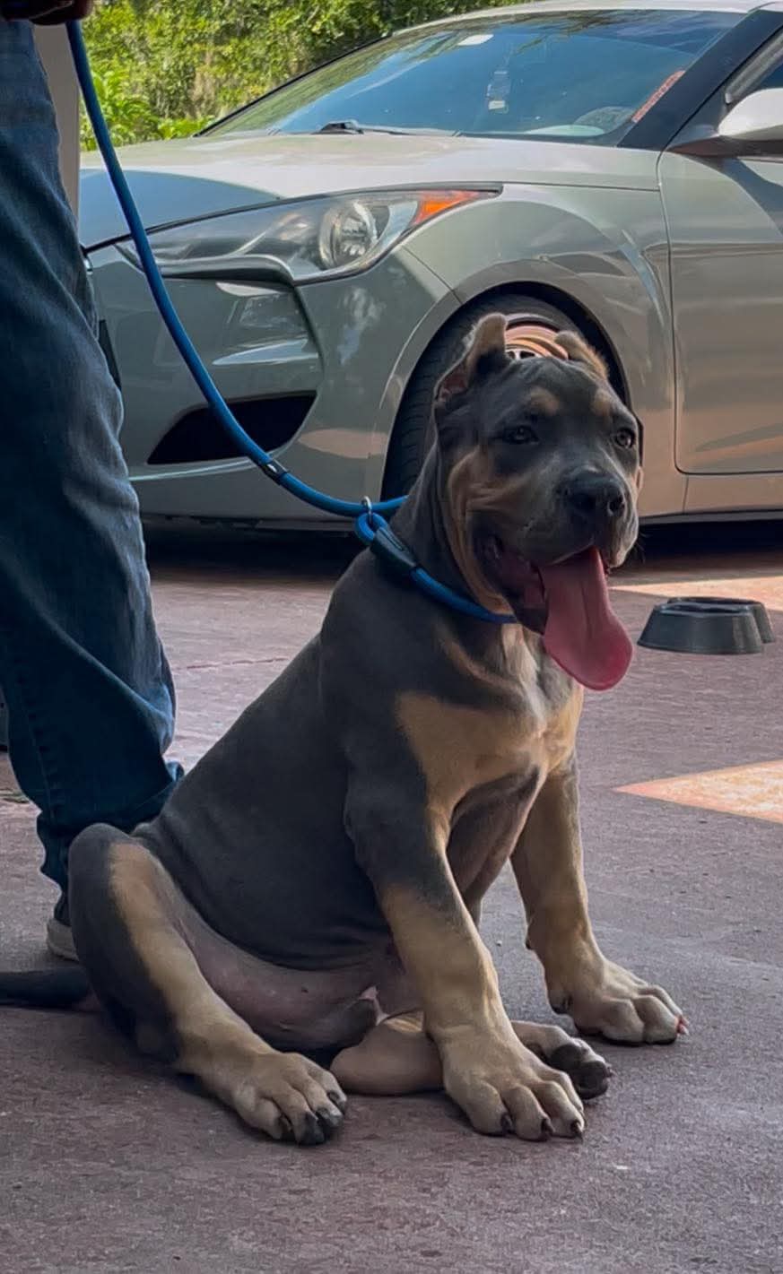 Dog Featured Image