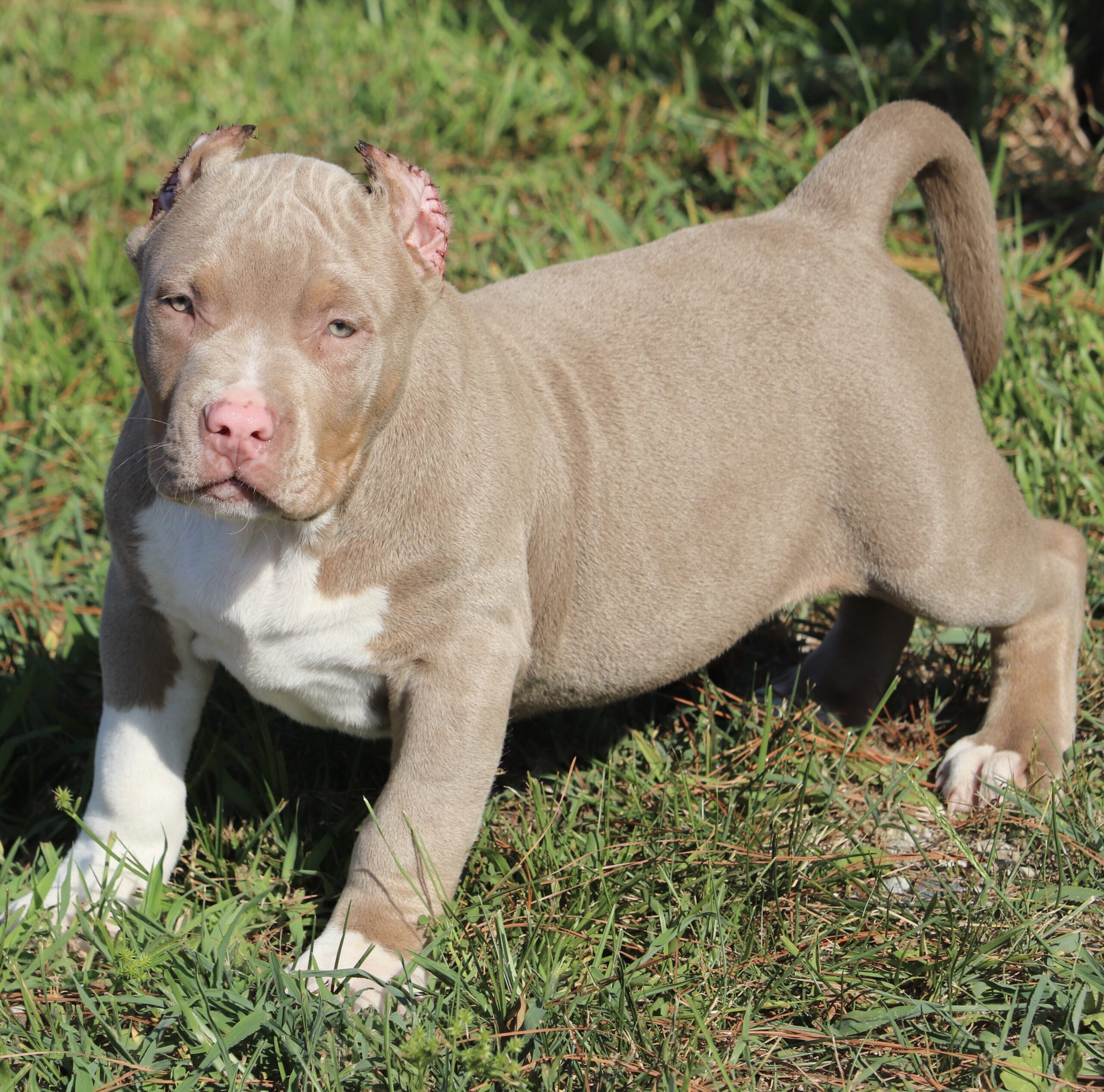 Dog Featured Image