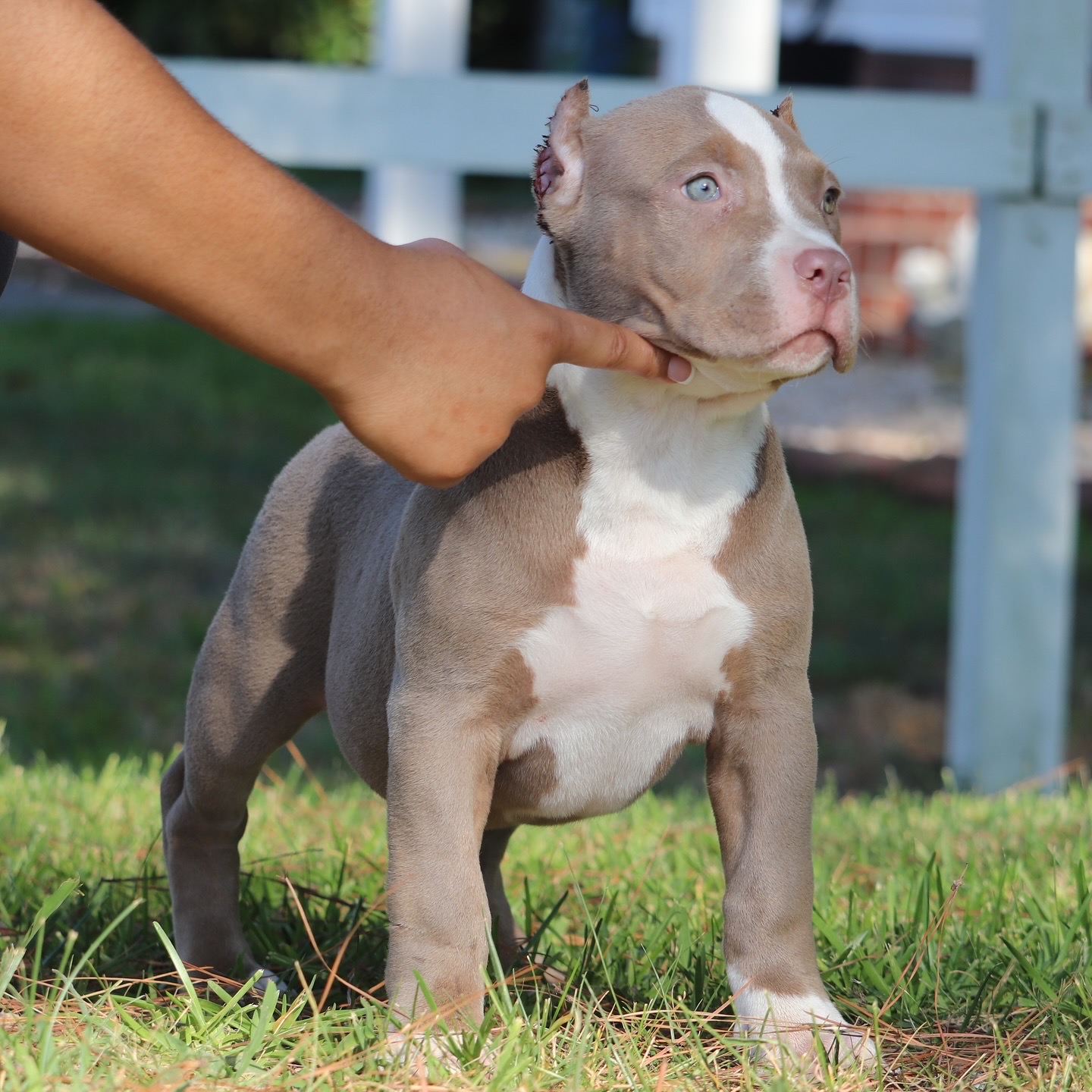 Dog Featured Image