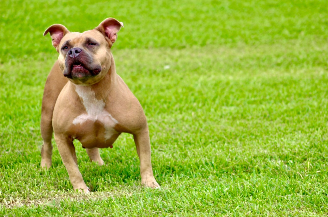 Dog Featured Image