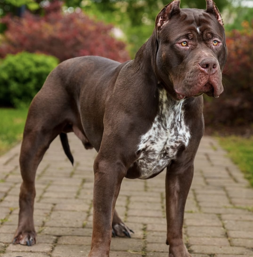 Dog Featured Image