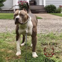 Dog Featured Image