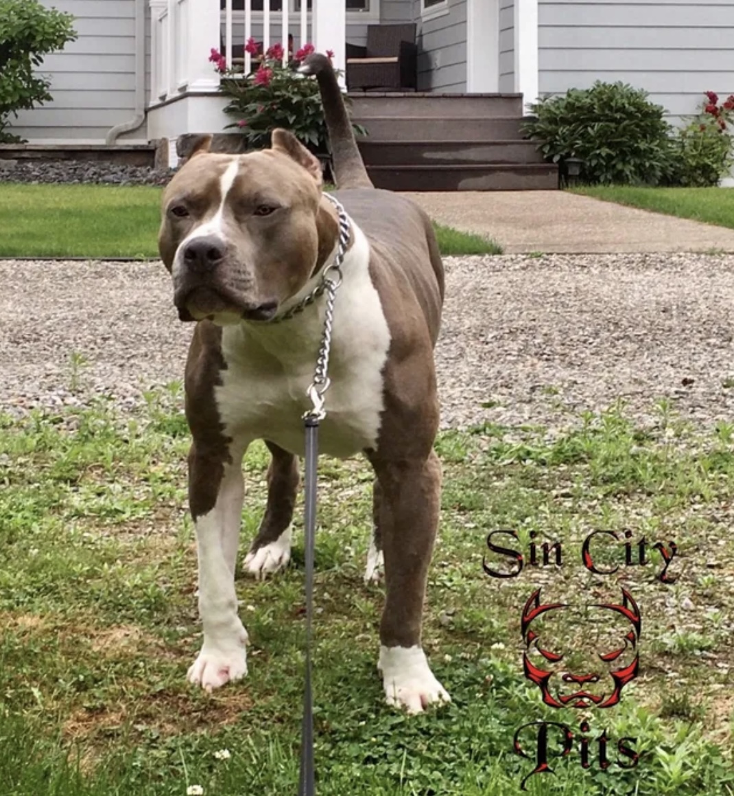 Dog Featured Image