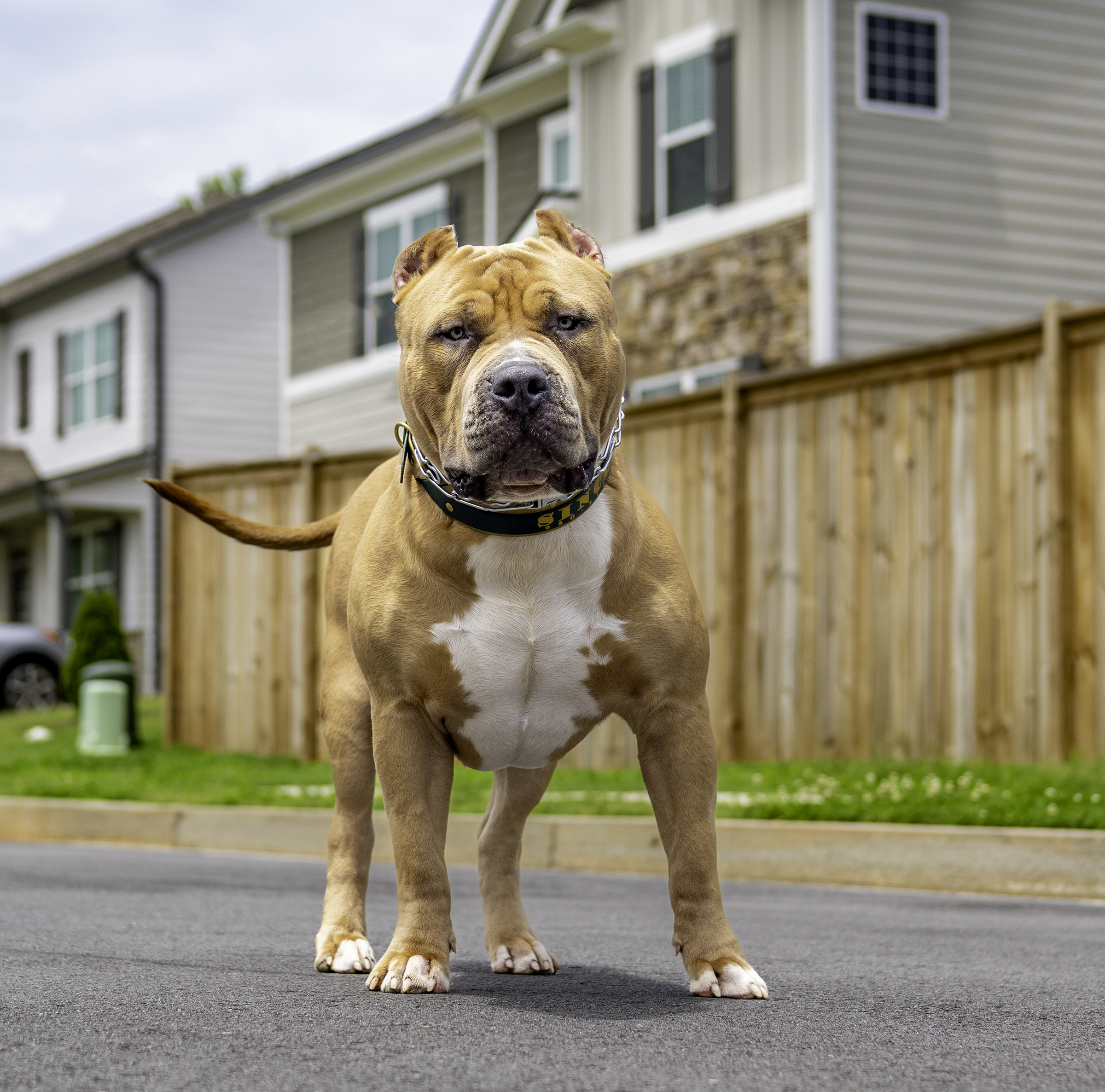 Dog Featured Image
