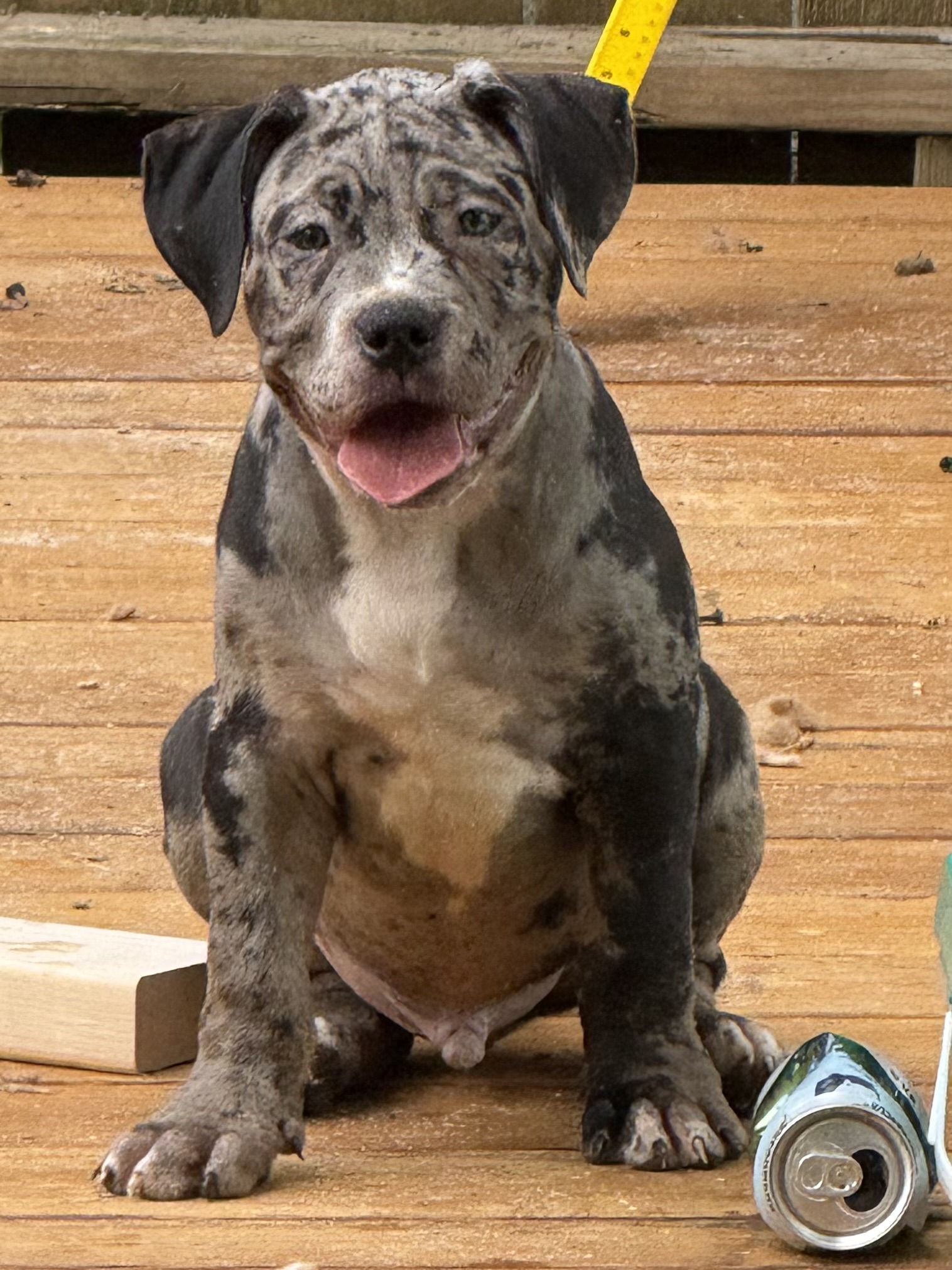 Dog Featured Image