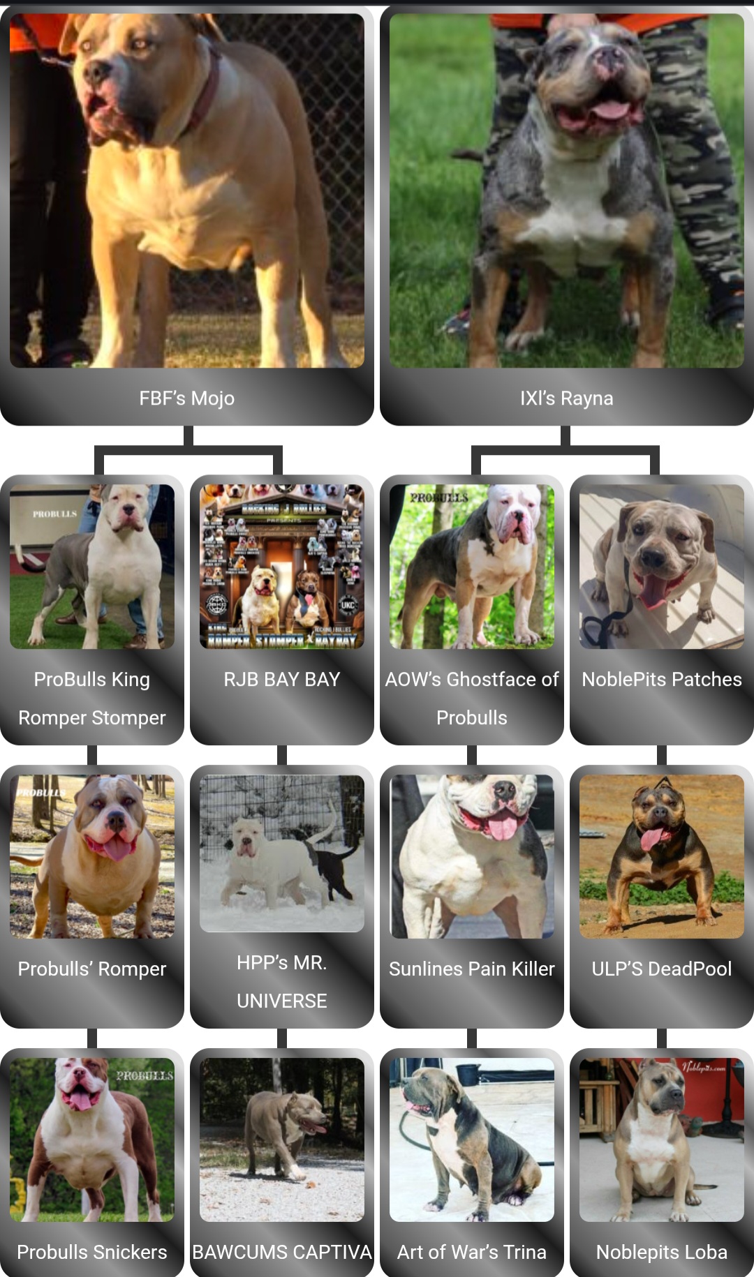 Dog Featured Image