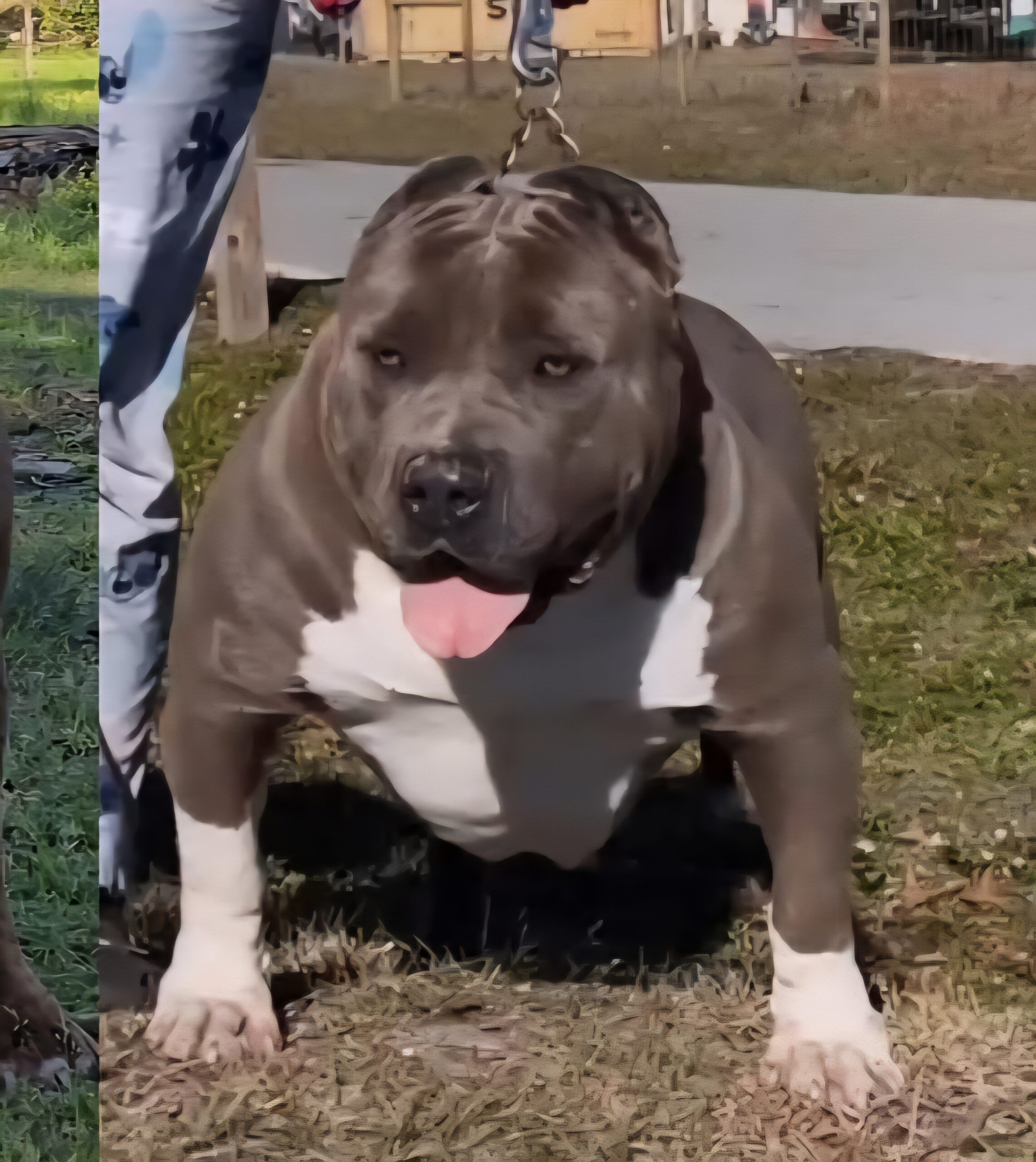 Dog Featured Image