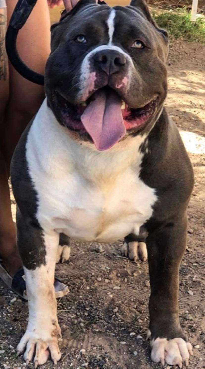 Dog Featured Image