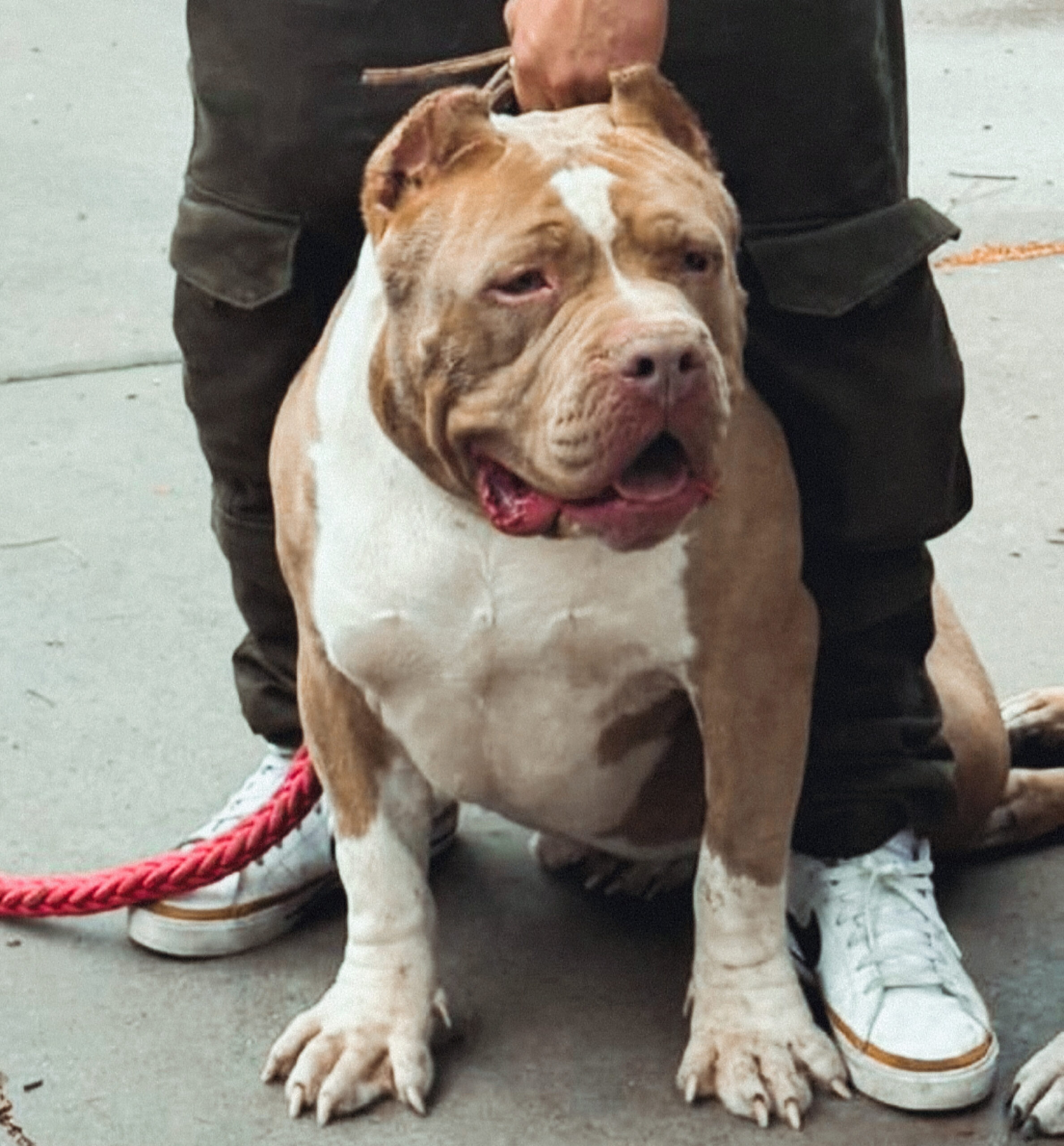 Dog Featured Image