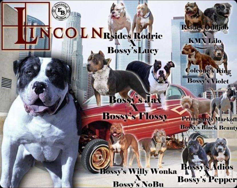 Dog Featured Image