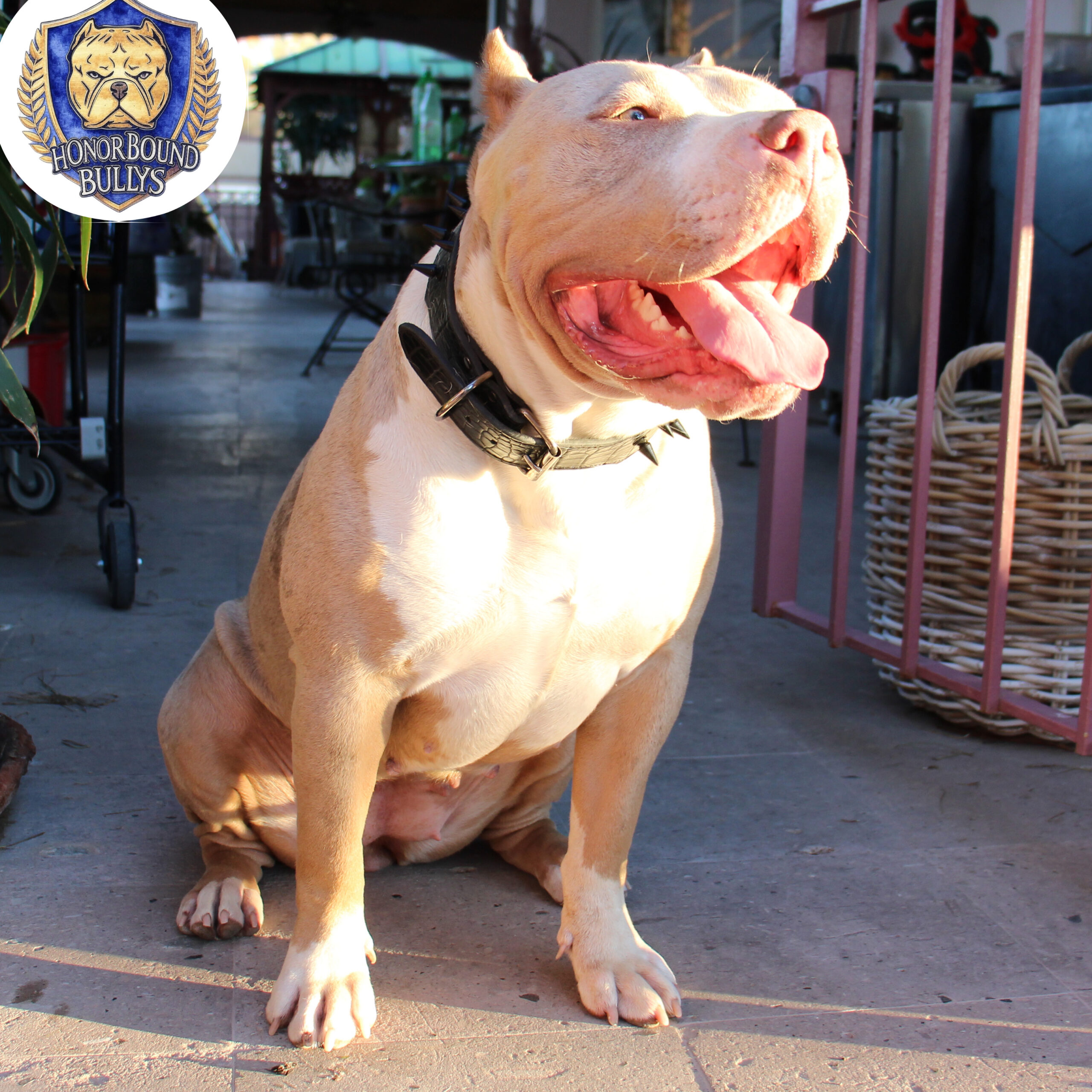 Dog Featured Image