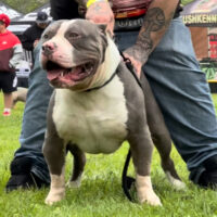 Dog Featured Image