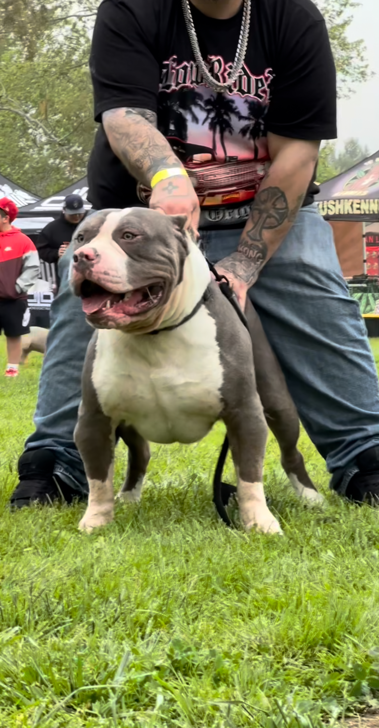 Dog Featured Image