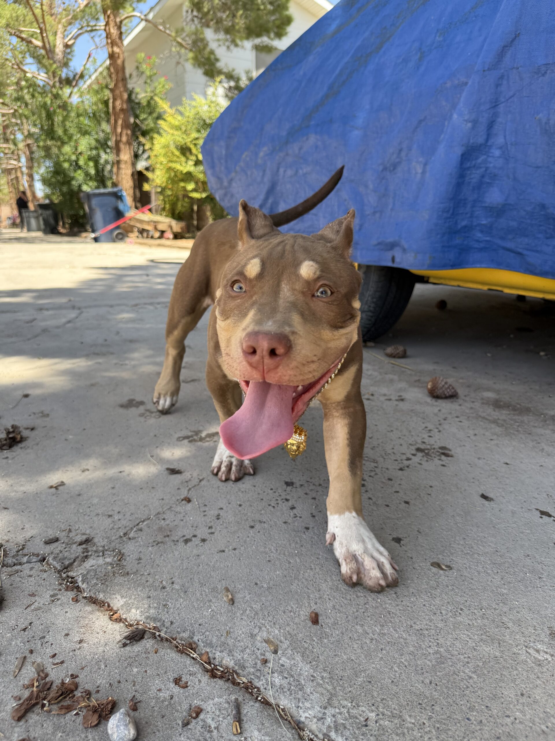 Dog Featured Image