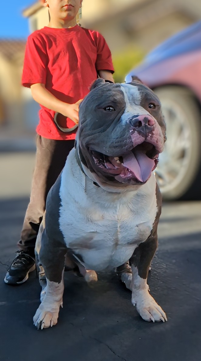 Dog Featured Image