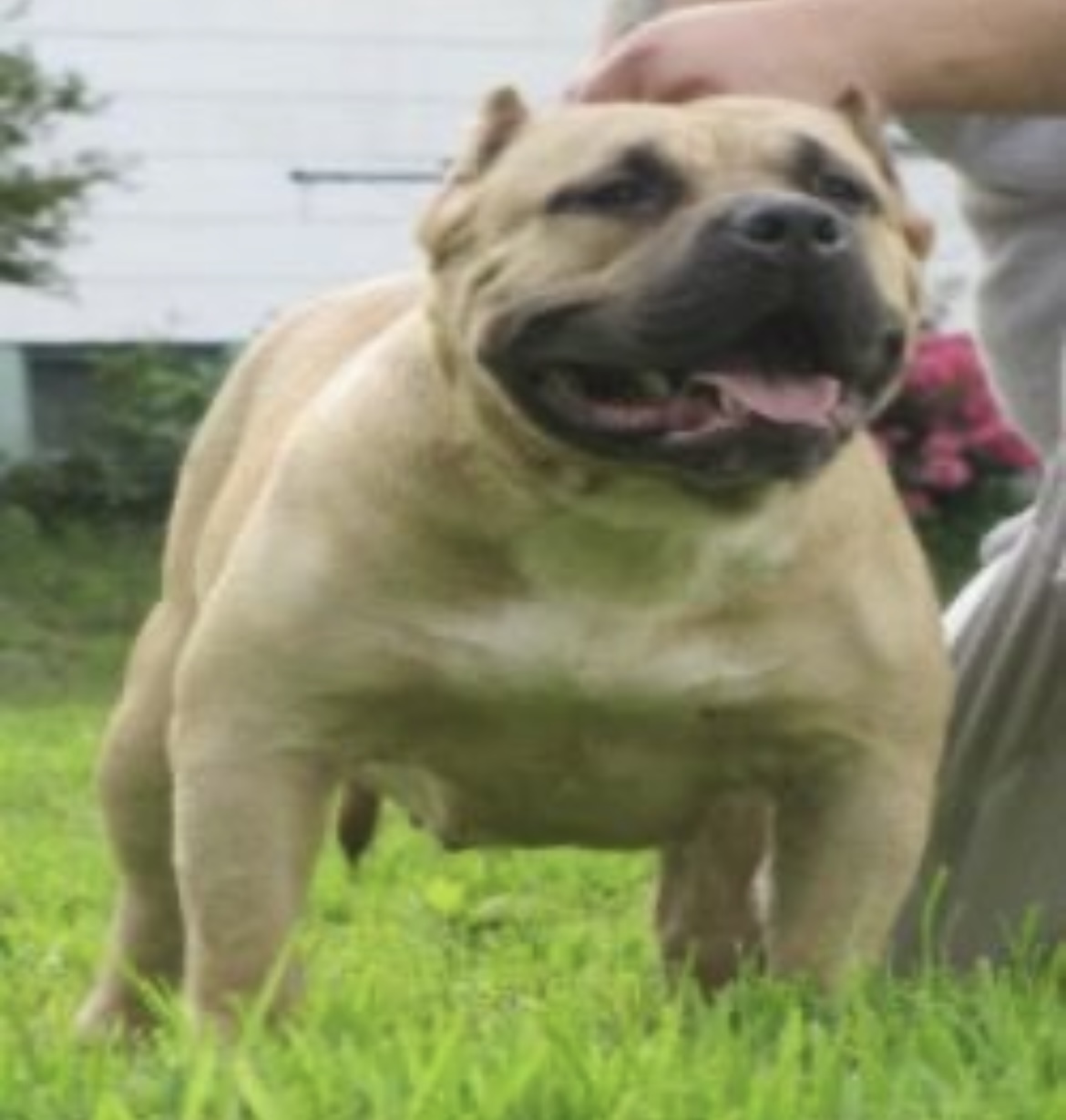 Dog Featured Image