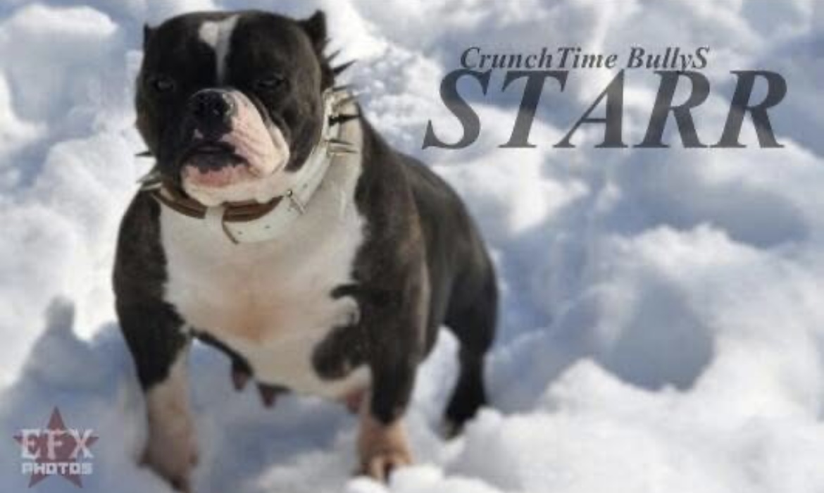 Dog Featured Image