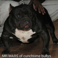 Dog Featured Image