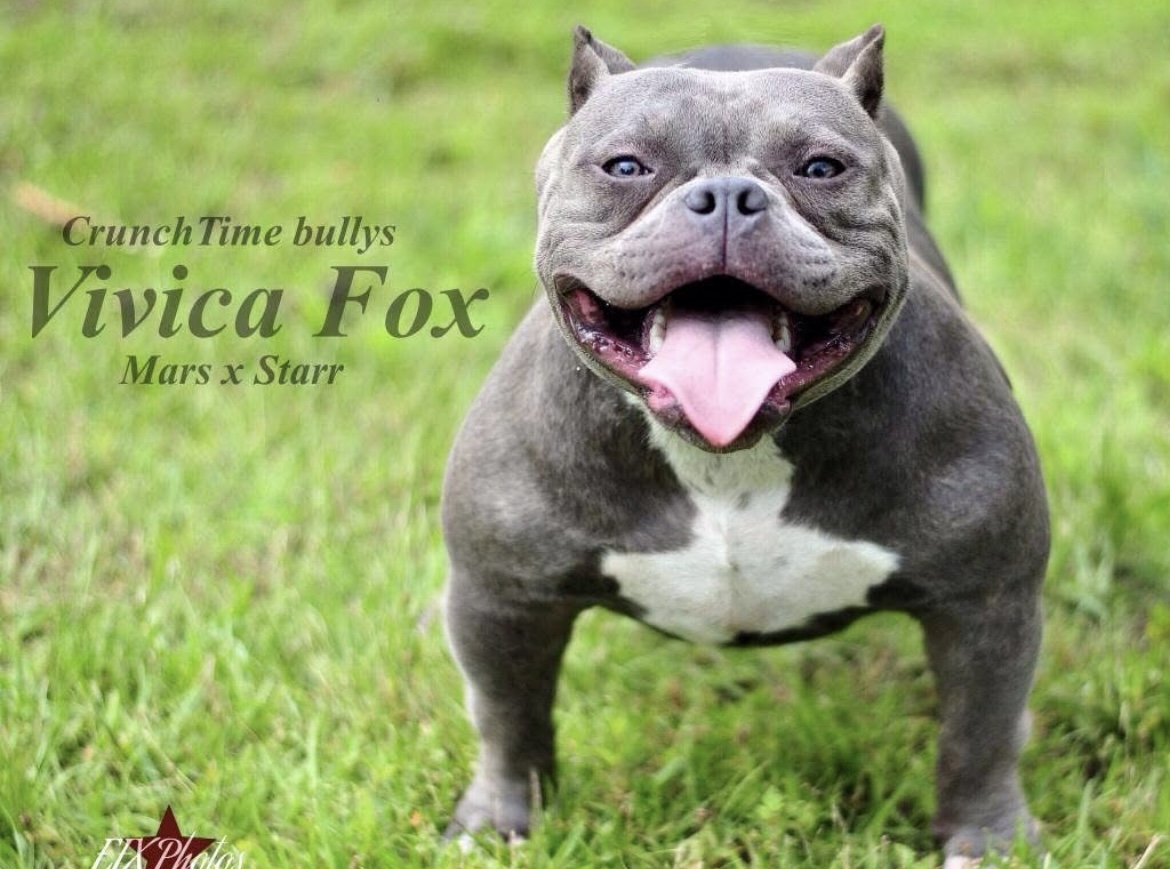 Dog Featured Image