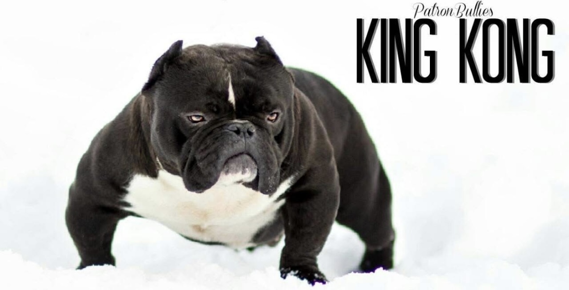 Dog Featured Image