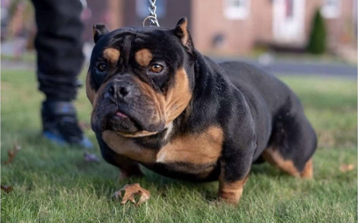 Dog Featured Image