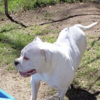 Dog Featured Image