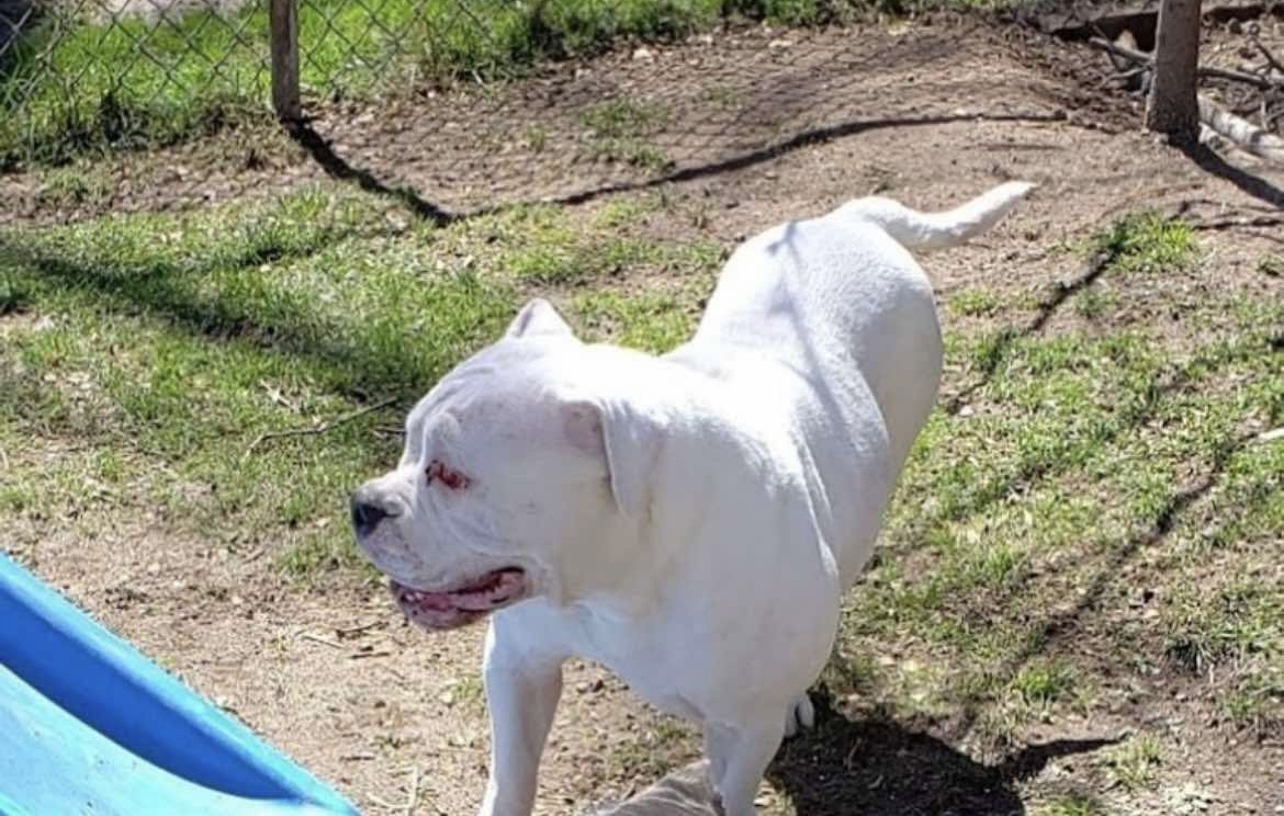 Dog Featured Image