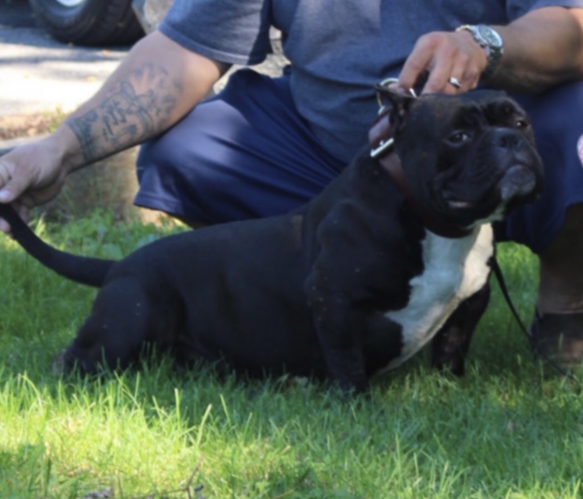 Dog Featured Image