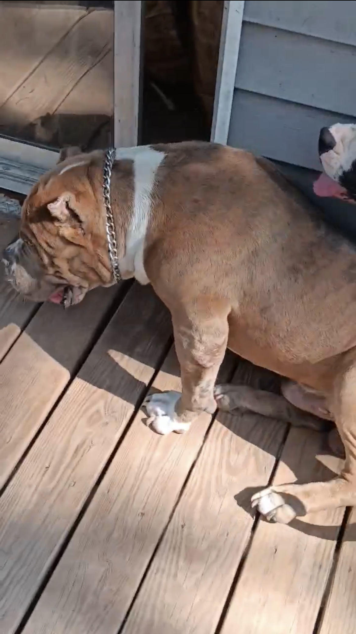 Dog Featured Image
