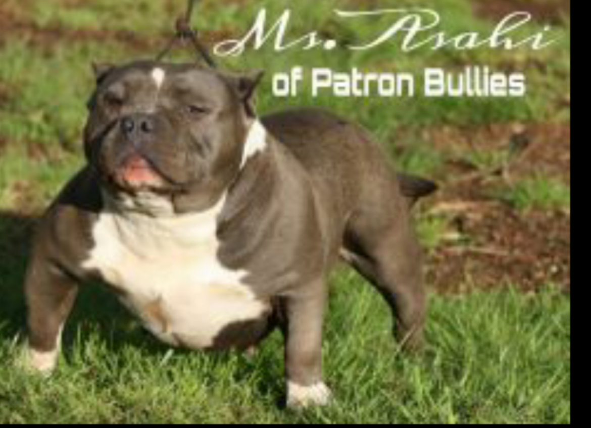Dog Featured Image