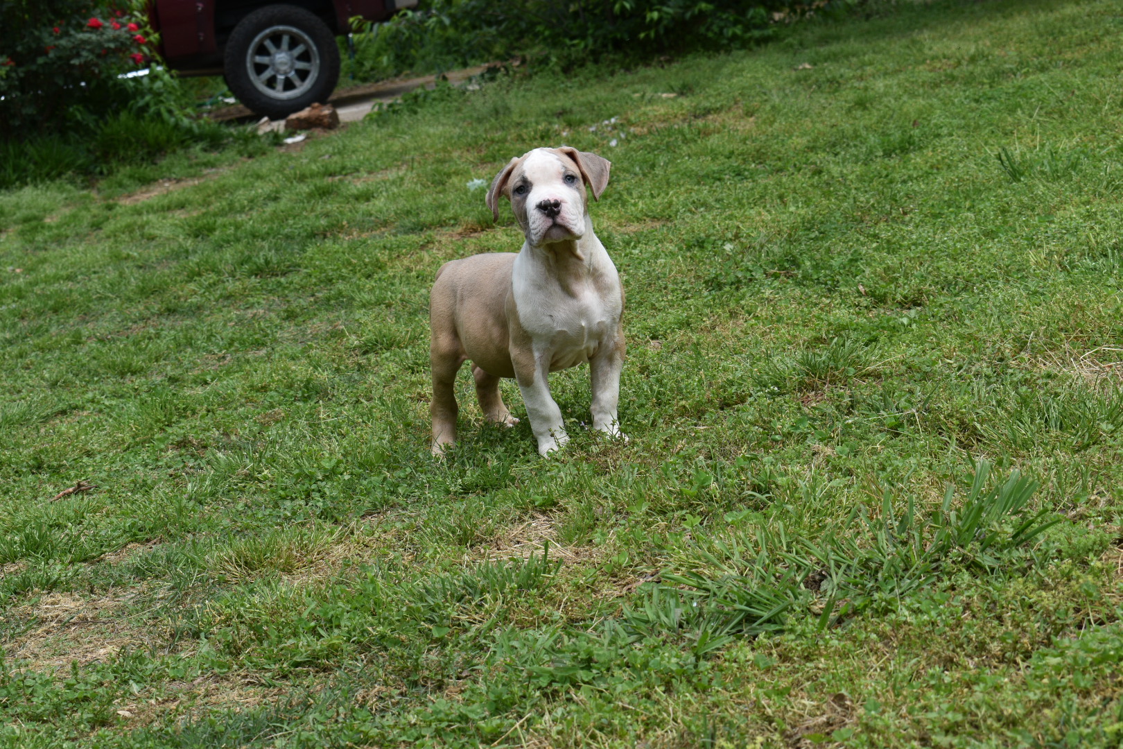 Dog Featured Image